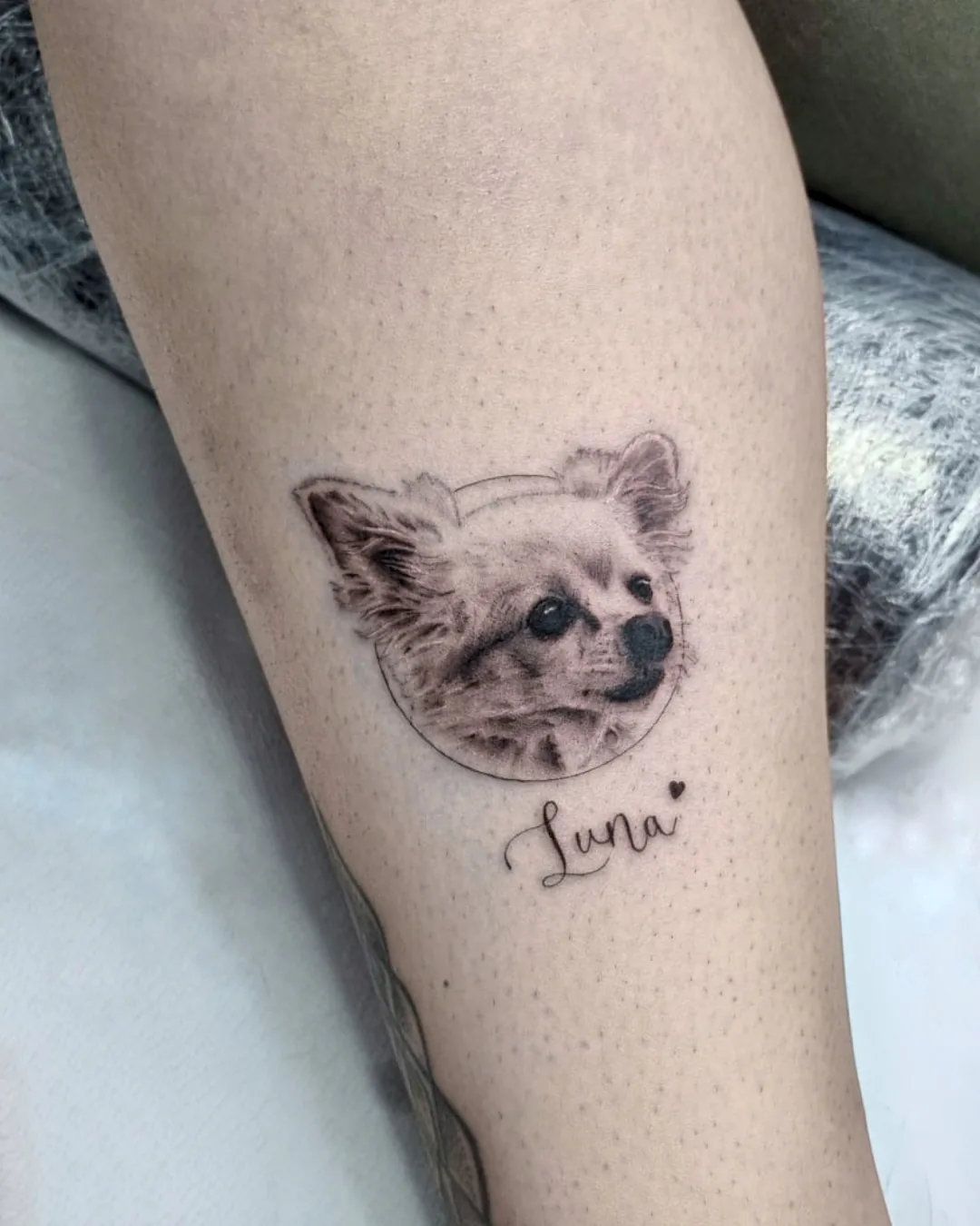 Micro-realistic Chihuahua portrait tattoo in a circle with the name "Luna" and a heart on the leg, Vienna
