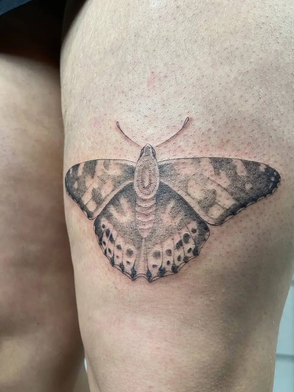 Large moth with dotted wings. Tattoo at Ink21 in Vienna.